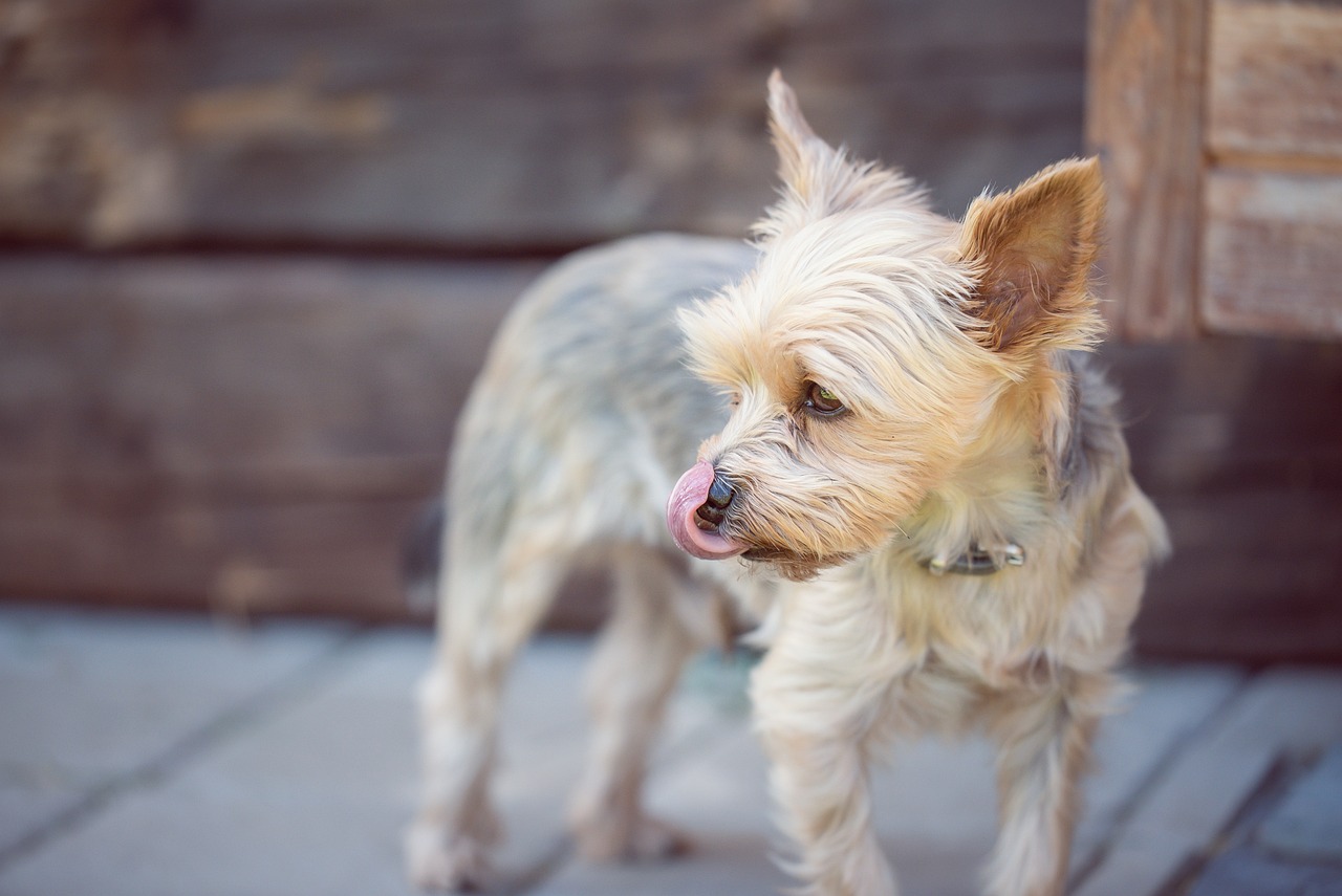 The Traits of the Yorkshire Terrier - A Spunky Companion